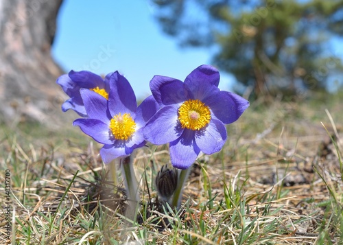 Mountain Pasqueflower (Pulsatilla montana) photo