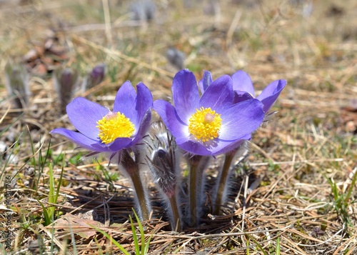  Mountain Pasqueflower (Pulsatilla montana) photo