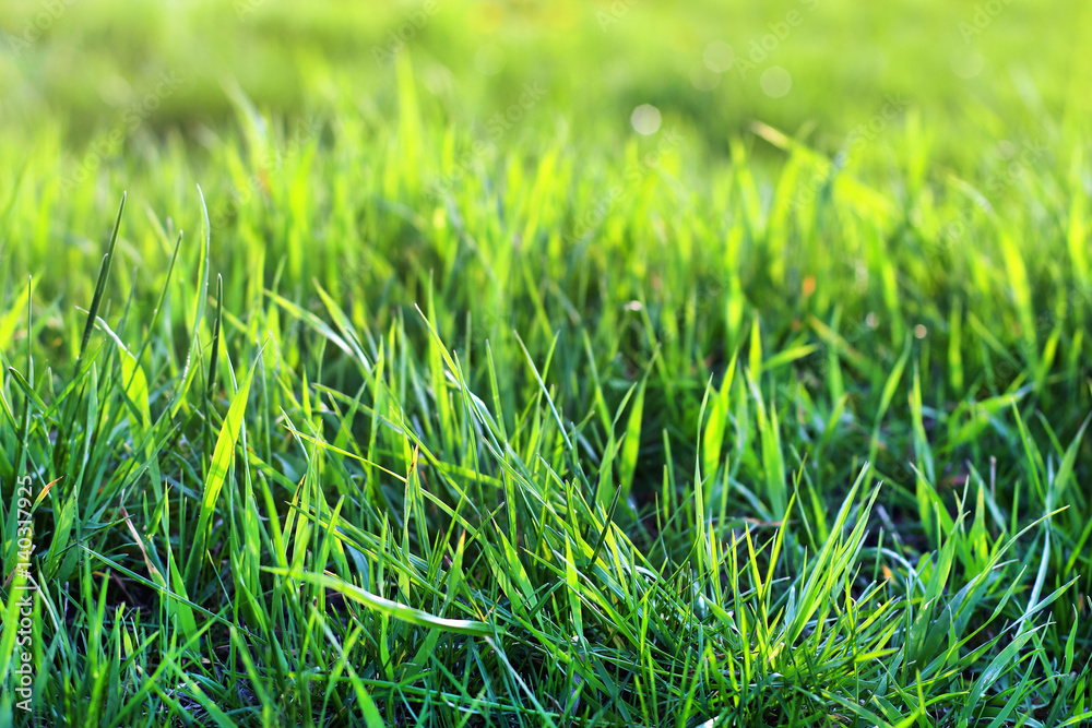 Obraz premium Fresh natural green grass on sunshine, closeup. spring summer eco background.