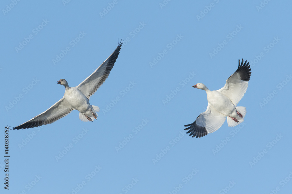 Fototapeta premium ハクガン(snow goose)
