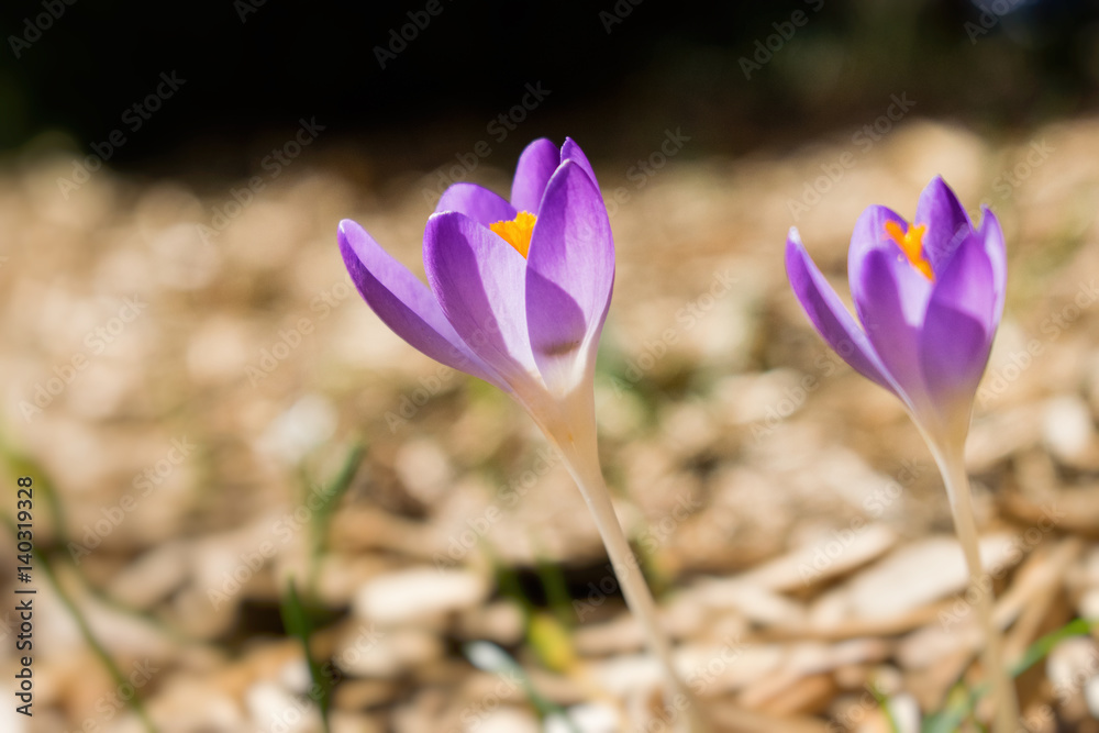 Fototapeta premium Purple crocus - Crocus chrysanthus