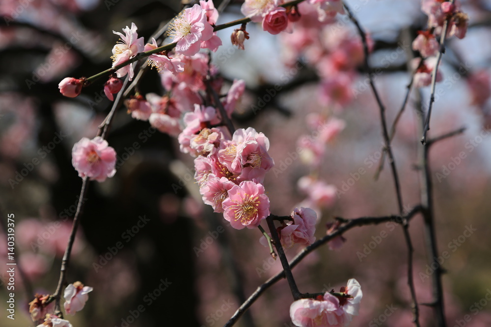 紅梅の花 紅梅の花