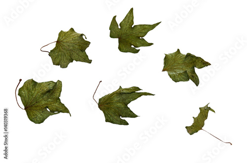 Pressed leaves of cucumber