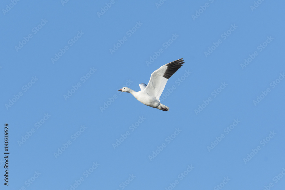 Obraz premium ハクガン(snow goose)