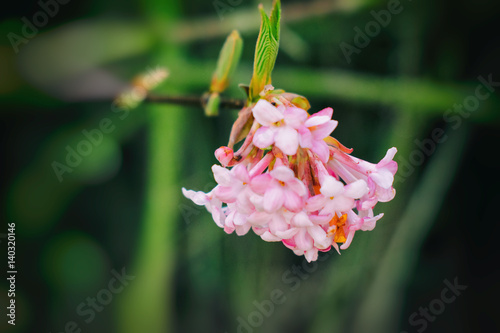 Spring flower - viburnum bodnantense dawn photo