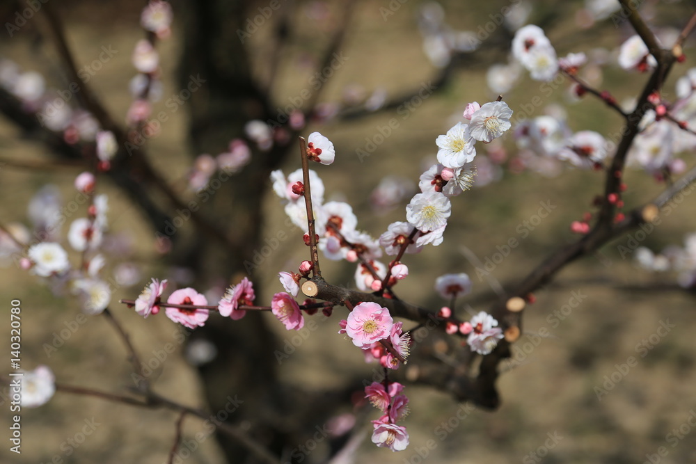 梅の花(思いのまま) 梅の花(思いのまま)