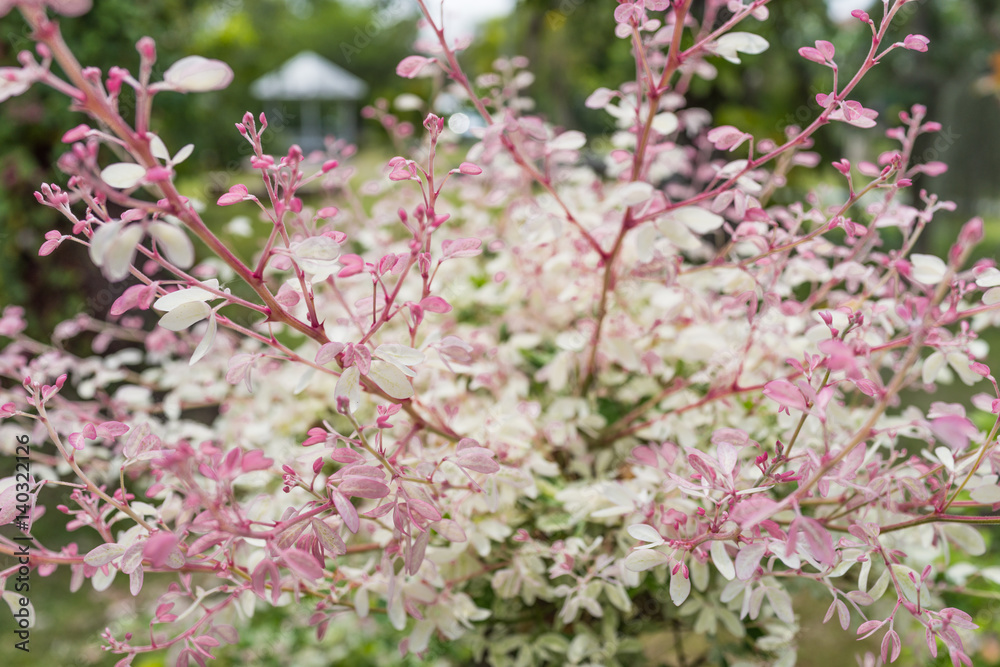 pink and white leaves flower in the growth garden