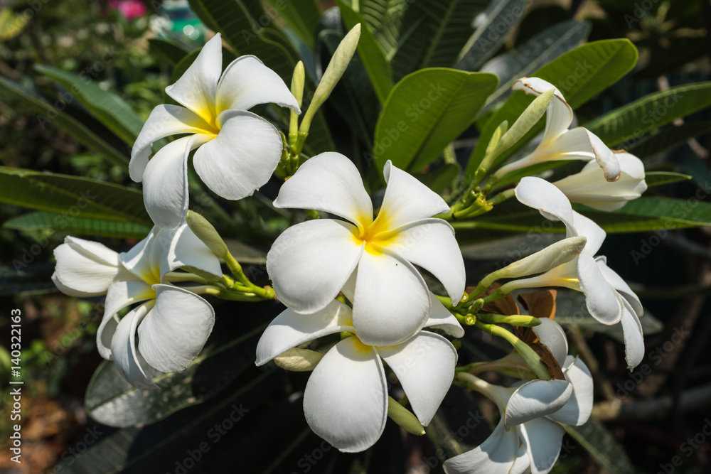 Fototapeta premium bright white flower in tropical summer garden