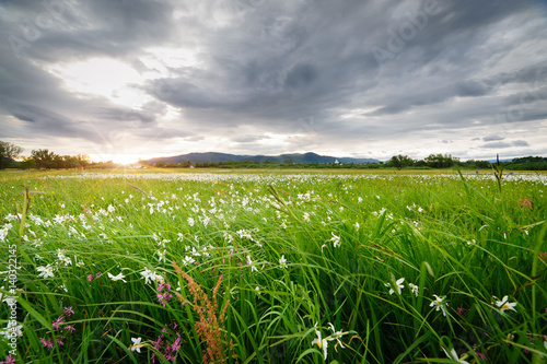 Beautiful landscape. Field flower meadow at sunset. field Narciso