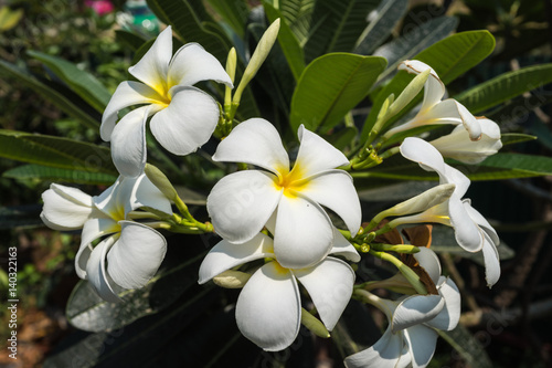 bright white flower in tropical summer garden