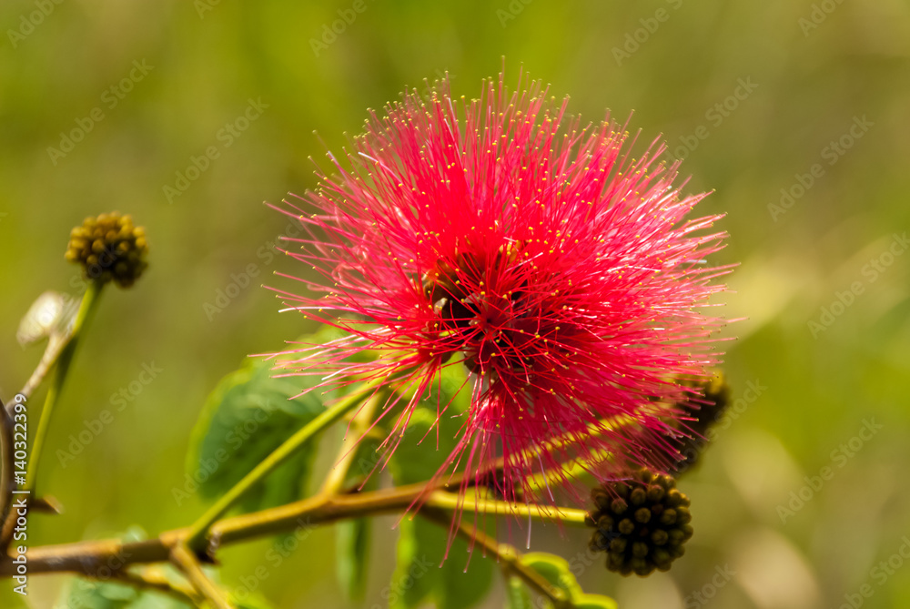Flower growing in La Gran Sabana, Venezuela Flower growing in La Gran Sabana, Venezuela
