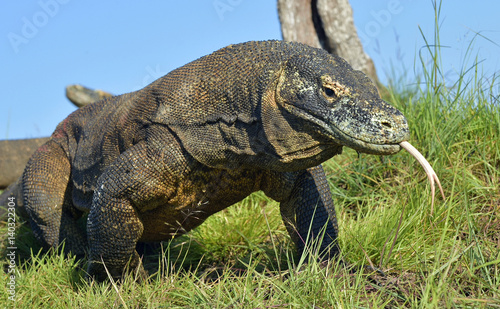 Komodo dragon   Varanus komodoensis   with the  forked tongue sn