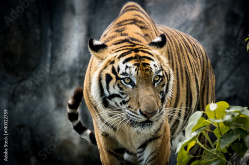   Portrait of a  tiger alert and staring at the camera