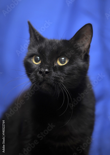 Black cat on a blue background