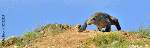 Attack of a Komodo dragon. The dragon running on sand. The Running Komodo dragon ( Varanus komodoensis ) . Is the biggest living lizard in the world. On island Rinca. Indonesia.