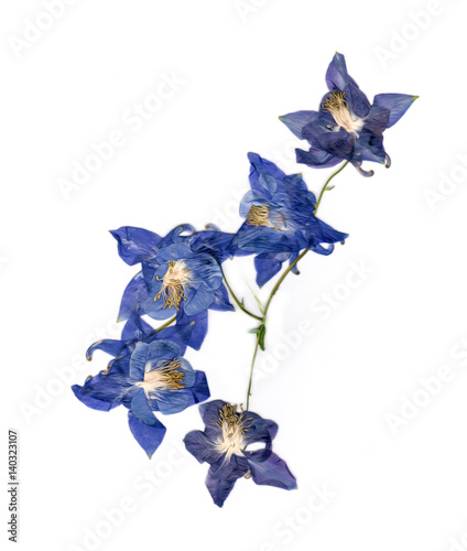 pressed multicolor Aquilegia with extruded dried lily petals,  photo manipulation