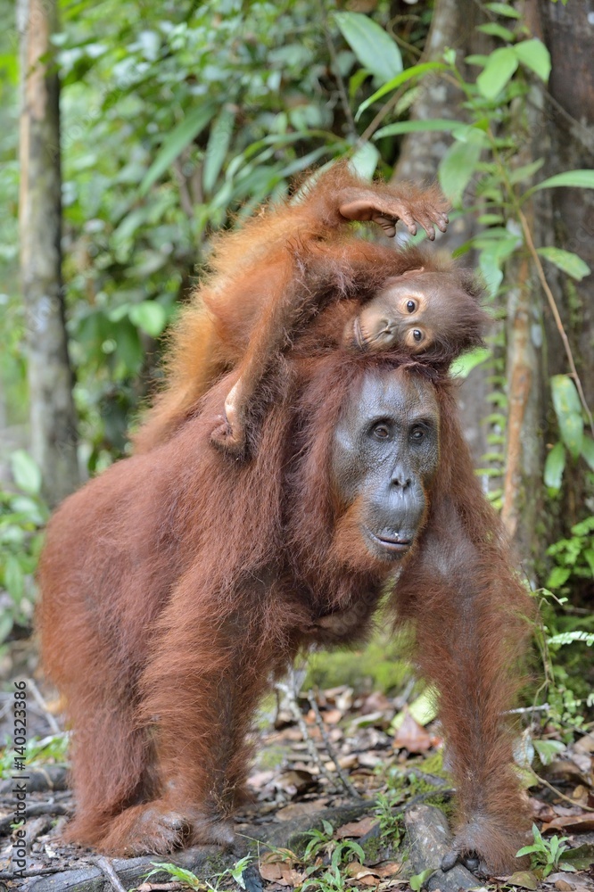 Mother orangutan and cub in a natural habitat. Bornean orangutan (Pongo pygmaeus wurmmbii) in the wild nature. Rainforest of Island Borneo. Indonesia. Mother orangutan and cub in a natural habitat. Bornean orangutan (Pongo pygmaeus wurmmbii) in the wild nature. Rainforest of Island Borneo. Indonesia.