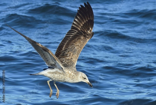 Flying Juvenile Kelp gull (Larus dominicanus), also known as the Dominican gull and Black Backed Kelp Gull. Blue water of the ocean Background. False Bay, South Africa