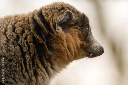 Mongoose lemur (Eulemur mongoz) showing canines. Male arboreal primate in the Lemuridae family, native to Madagascar and the Comoros Islands photo