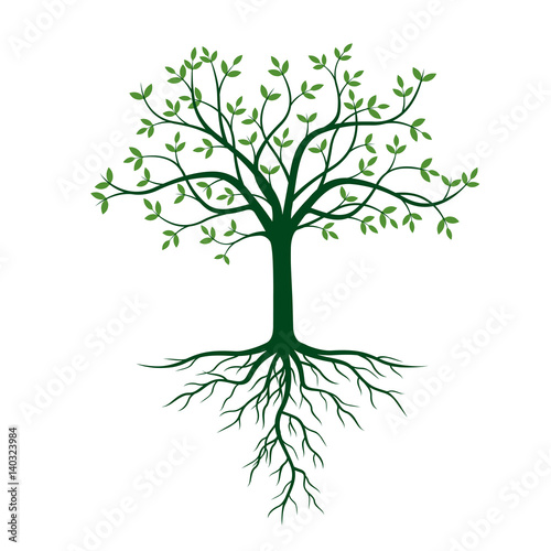 Tree with roots and green leafs. Vector Illustration.
