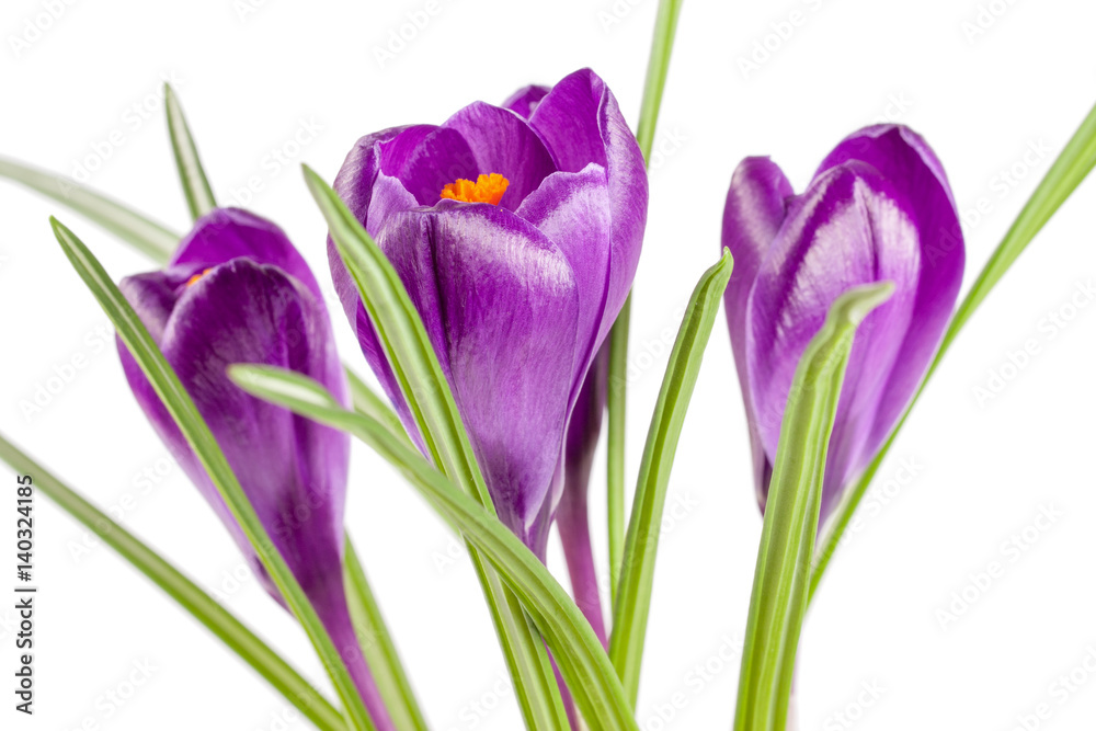 Naklejka premium Crocus flowers isolated on white background closeup