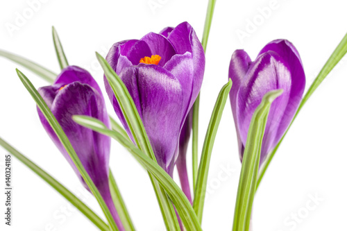 Crocus flowers isolated on white background closeup
