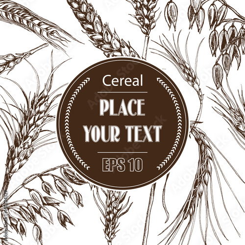 Vector illustration sketch - autumn. Vector hand drawn cereal crops sketches.