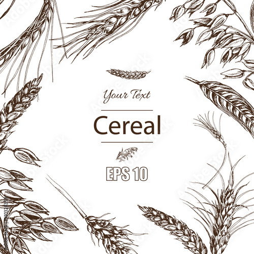 Vector illustration sketch - autumn. Vector hand drawn cereal crops sketches.