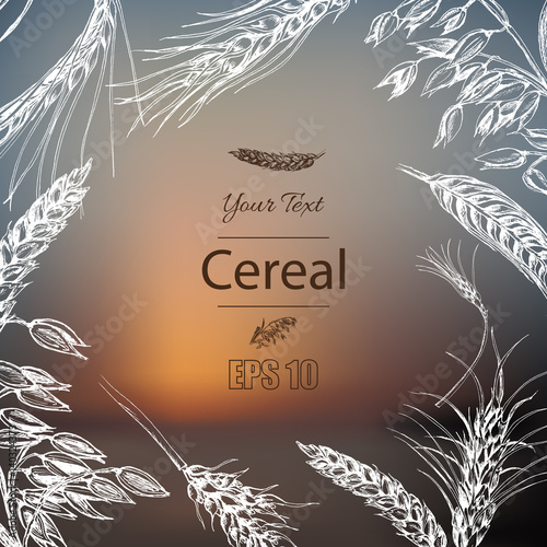 Vector illustration sketch - autumn. Vector hand drawn cereal crops sketches.