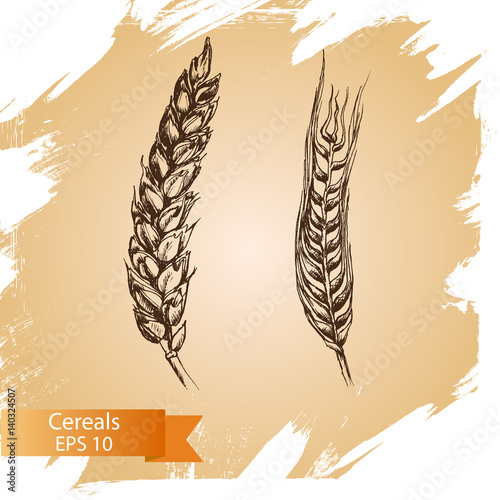 Vector hand drawn cereal crops sketches. Farm fresh and locally grown organic products.
