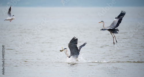 flying birds over the sea © imphilip