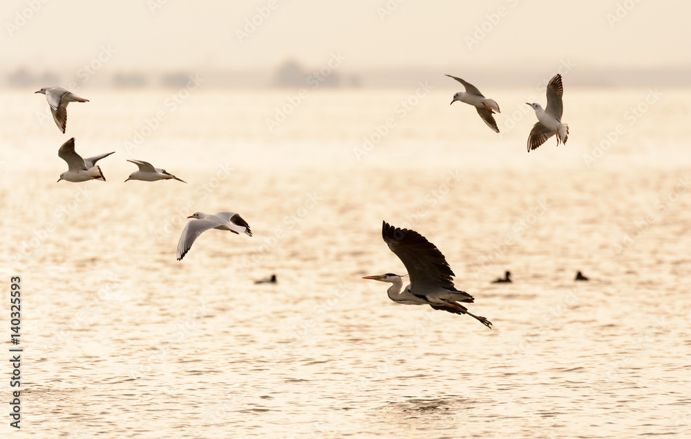Obraz premium flying birds over the sea