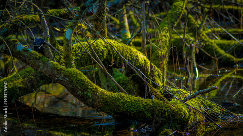 Mossy branch