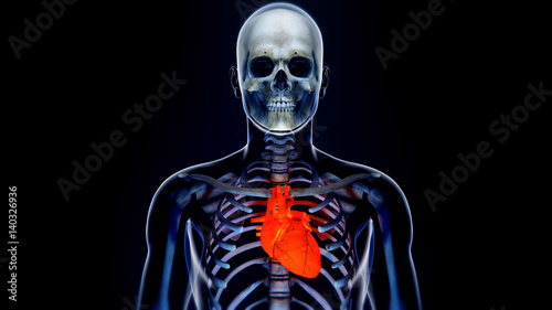 Human Body Transparent Heart Modern Anatomical Concept