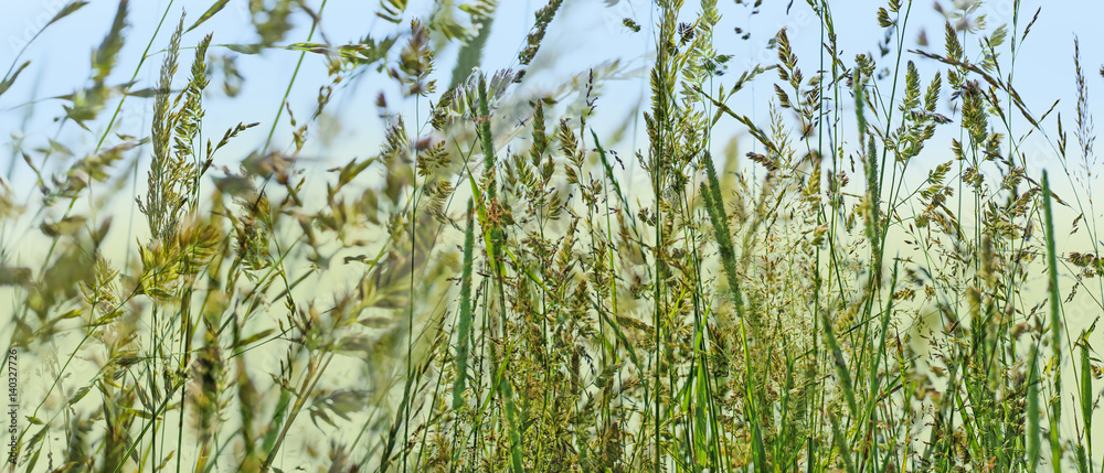Obraz premium flowering grass in detail - allergens
