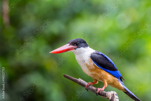 Bird (Black-capped Kingfisher) on a tree