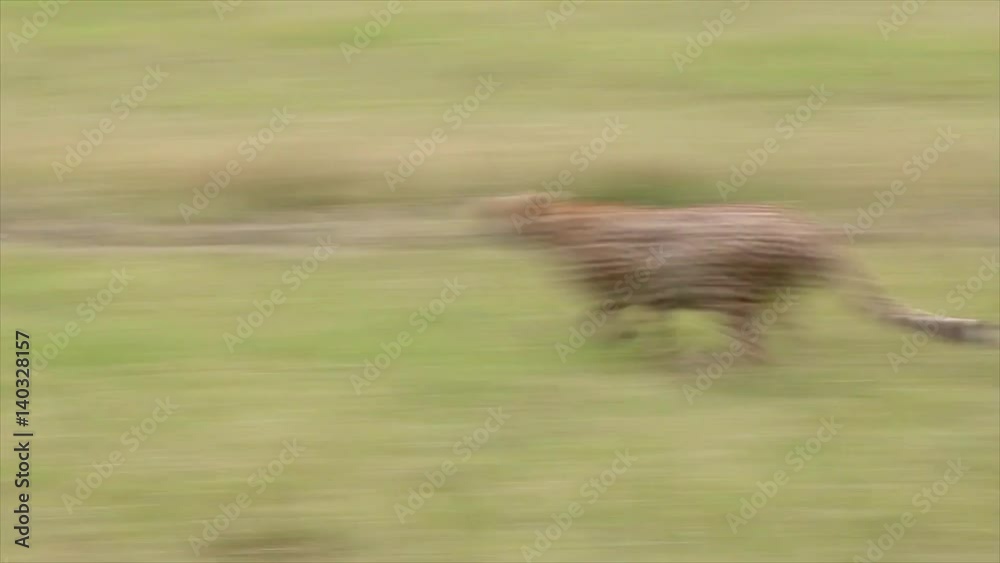 A Cheetah (Acinonyx jubatus) gives chase and successfully kills its prey--a Thomson's Gazelle--in the Masai Mara, Kenya, Africa.