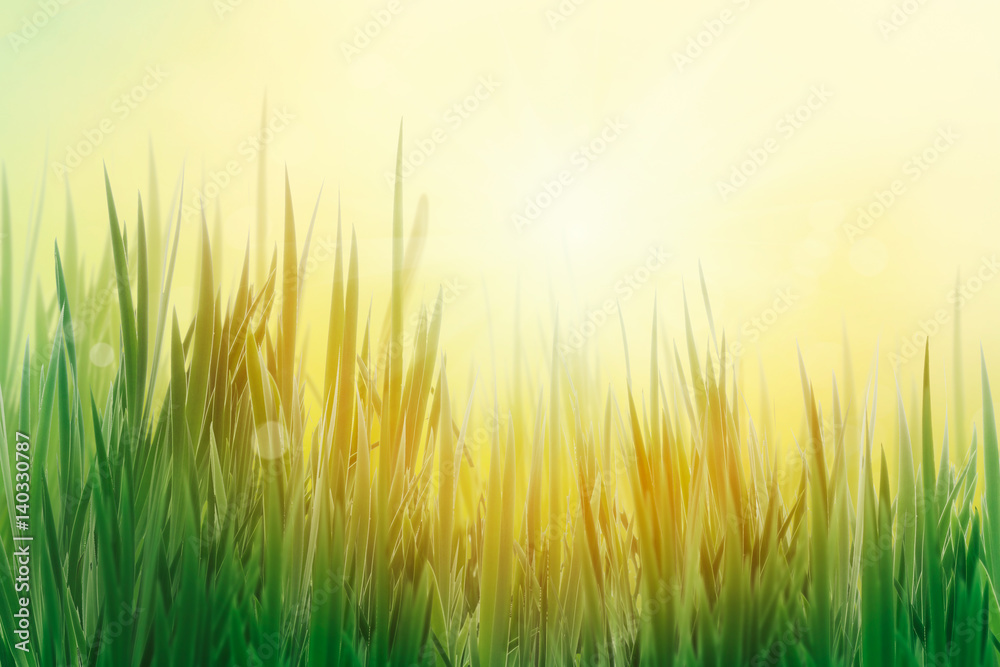 Spring grass background Spring grass background