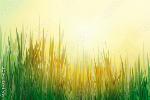 Spring grass background