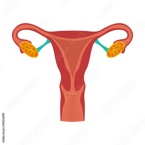 Uterus and ovaries icon