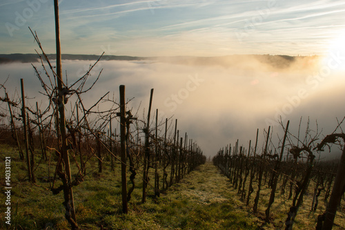 Weinberg im Nebel