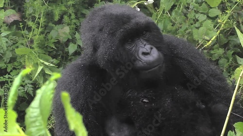 The Critically Endangered Mountain Gorilla Seen Here Yawning and with Newborn Baby in Virunga Mountains, Rwanda. This is the Susa Group, which was studied by Dian Fossey. photo