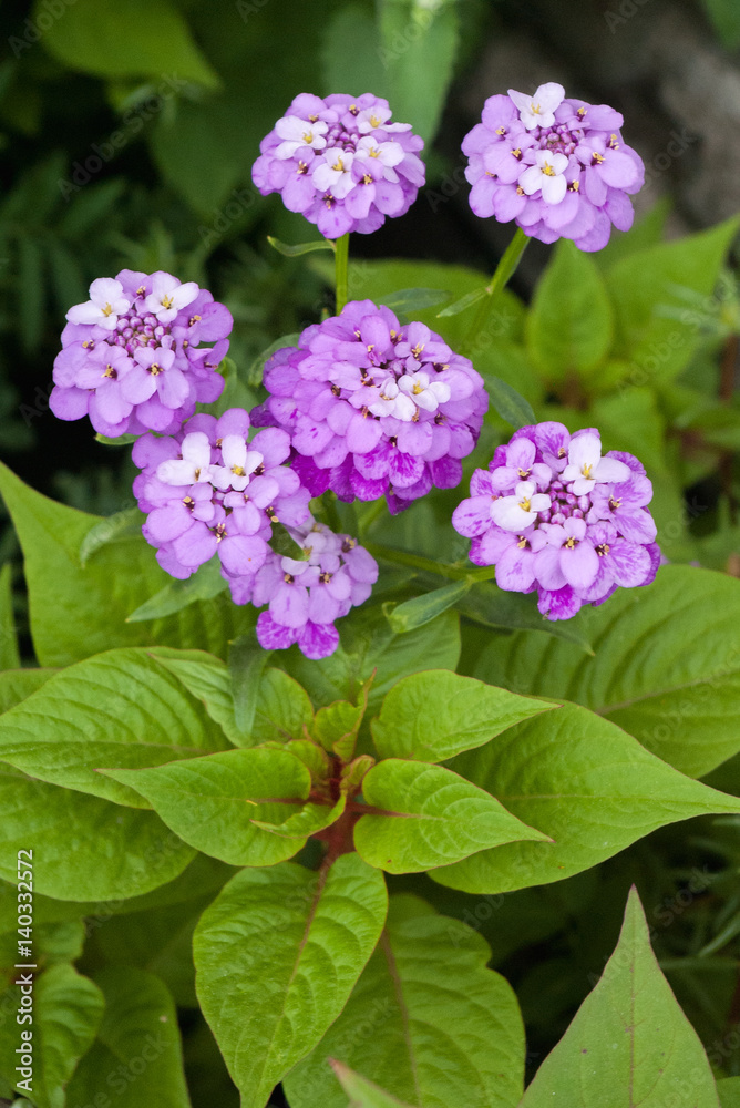 Purple flower buds with large, wedge-shaped green leaves. Blooming flowers in the garden on a cloudy day, close-up with blurred background Purple flower buds with large, wedge-shaped green leaves. Blooming flowers in the garden on a cloudy day, close-up with blurred background