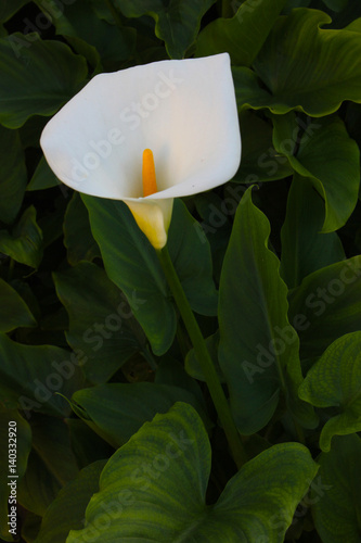 Calla lily flower
