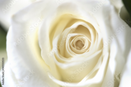 Blur focus of vintage white blossom roses