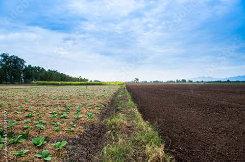 Tobacco field with sunlight