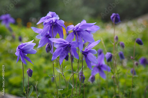 Billede på lærred Flowers of mountain aquilegia of violet color.