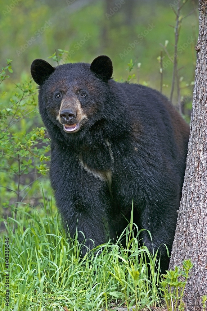 Naklejka premium Big Black Bear standing by spruce tree, watching,