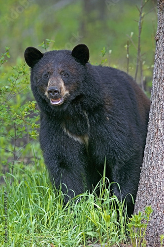 Big Black Bear standing by spruce tree, watching,