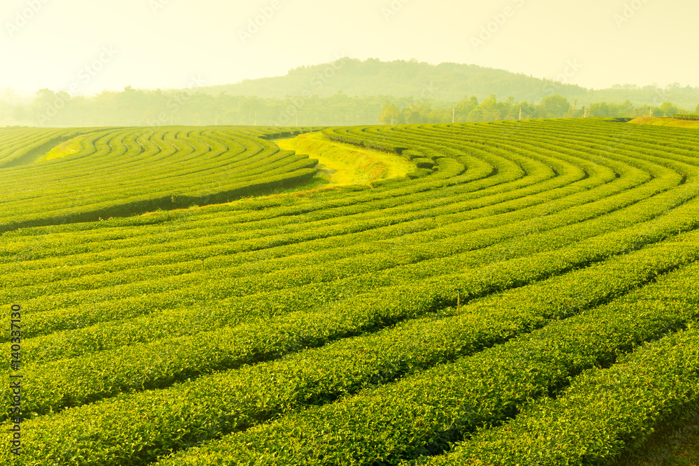 tea plantation landscape sunset
